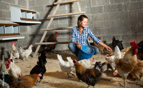 Obraz na płótnie Young woman feeding hens in a chicken coop