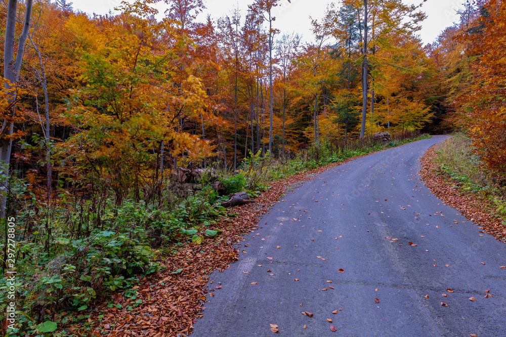 Fototapeta premium road in autumn forest