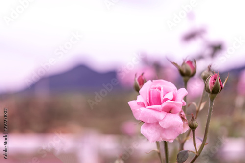 Pink roses in the garden and mountain background