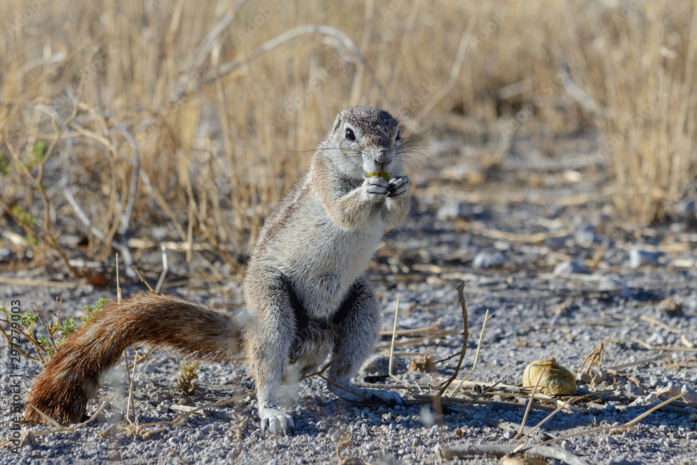 Naklejka premium South African ground squirrel Xerus inauris sitting