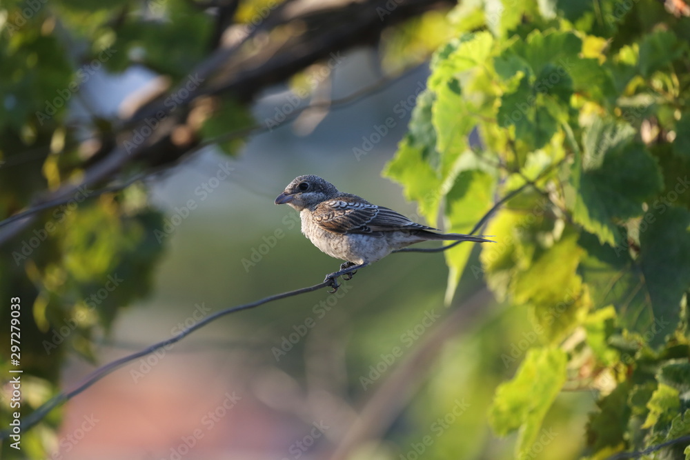 aves varias aves varias
