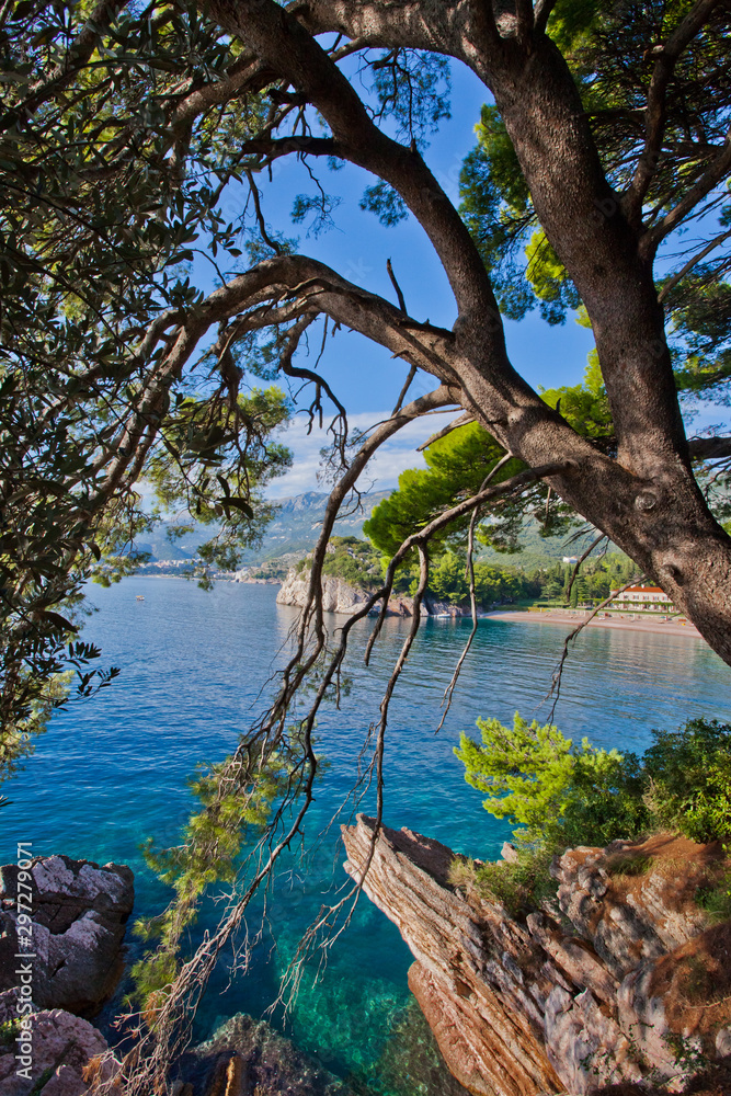 Park - tree branches and a beautiful blue sea. Montenegro, Sveti Stefan.