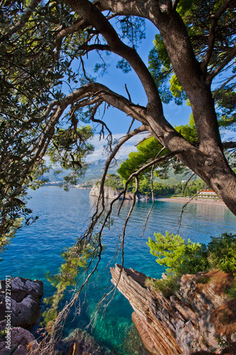 Park - tree branches and a beautiful blue sea. Montenegro, Sveti Stefan.