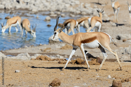 Wild springbok antelopes in the African savanna