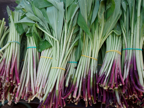 Bunches of Allium ursinum known as wild garlic  ramsons  buckrams.