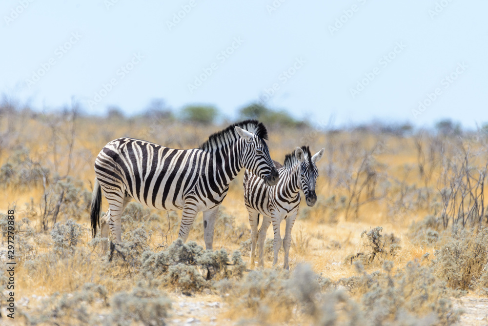 Obraz premium Wild zebra mother with cub walking in the African savanna