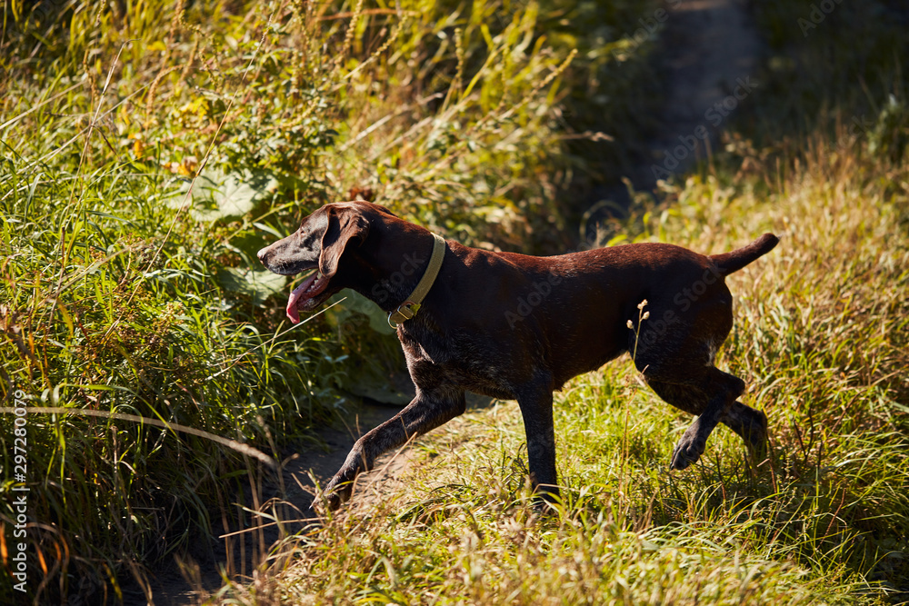 Hunter dog running to hunter man near lake, beautiful labrador retriever Hunter dog running to hunter man near lake, beautiful labrador retriever