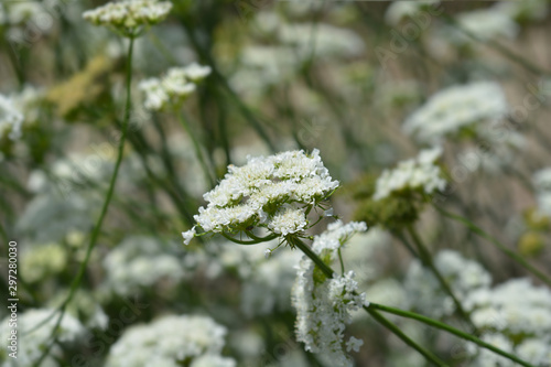 Corky-fruited water-dropwort photo