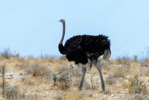 Wild ostrich walking in the African savannah