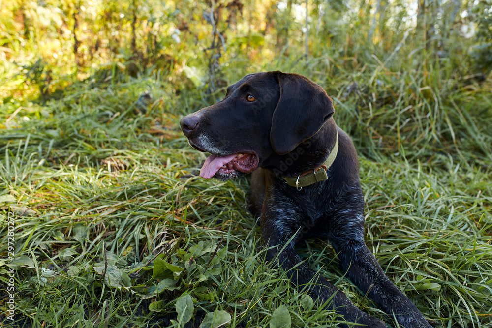 Hunter dog sitting on grass in sunny day, look at owner, have rest Hunter dog sitting on grass in sunny day, look at owner, have rest