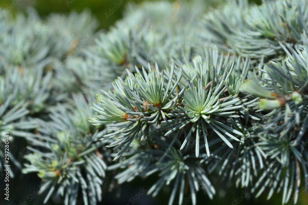 Atlas cedar PonPon Atlas cedar PonPon