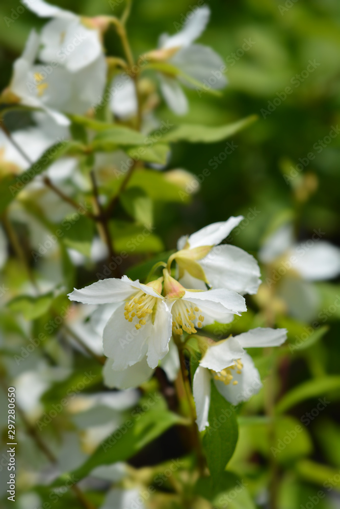 Mock orange Dame Blanche Mock orange Dame Blanche