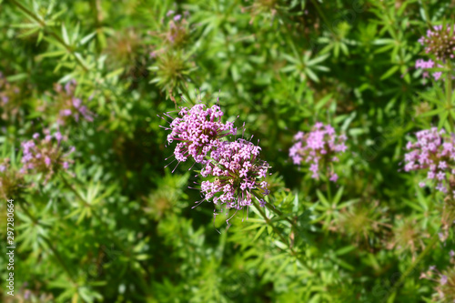 Caucasian crosswort