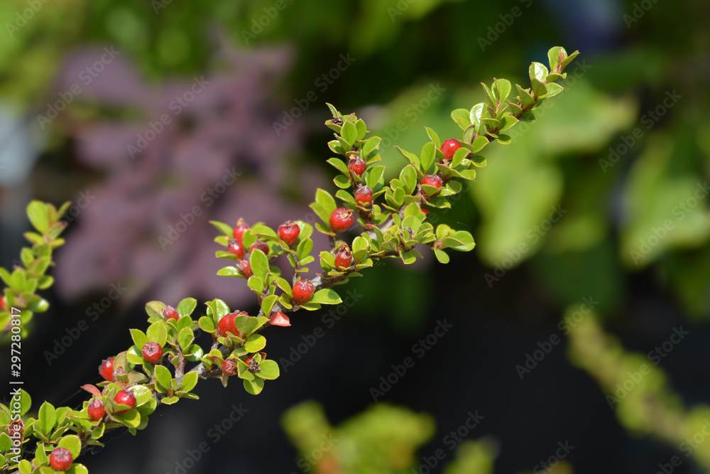 Rock cotoneaster