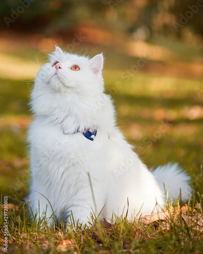 Fotografie Beautiful Turkish Angora cat with long white hair playing outside