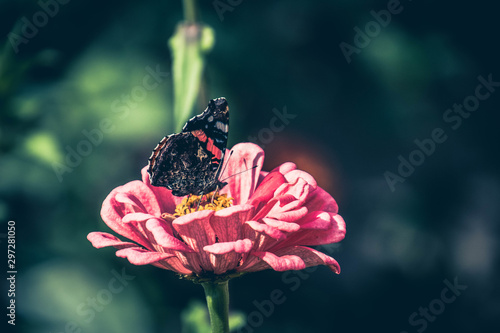 Fototapeta Naklejka Na Ścianę i Meble -  summer flower in the garden in the warm sun with a butterfly on a background of green leaves