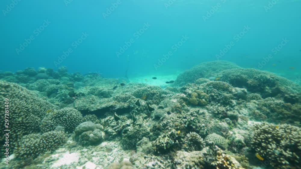 Amazing underwater world marine sanctuary scene in the Philippines. Amazing underwater world marine sanctuary scene in the Philippines.