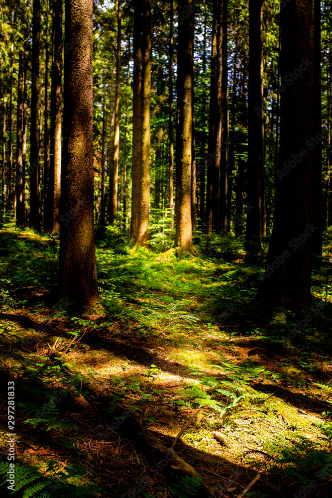 Fototapeta premium late summer in the forrest with beauitful soft light and a stunning green