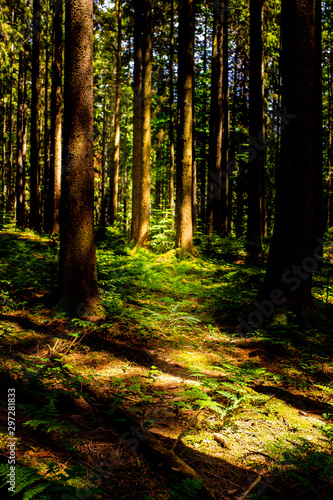 late summer in the forrest with beauitful soft light and a stunning green 