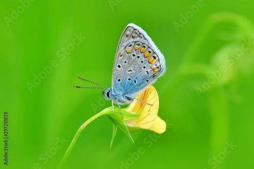 Wallpaper Mural Closeup   beautiful butterflies sitting on the flower. Torontodigital.ca