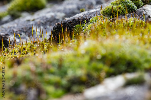 Macro, shallow focus view of wet moss seen growing on roof tiling. Taken after a rain shower with droplets visible on the delicate plant.