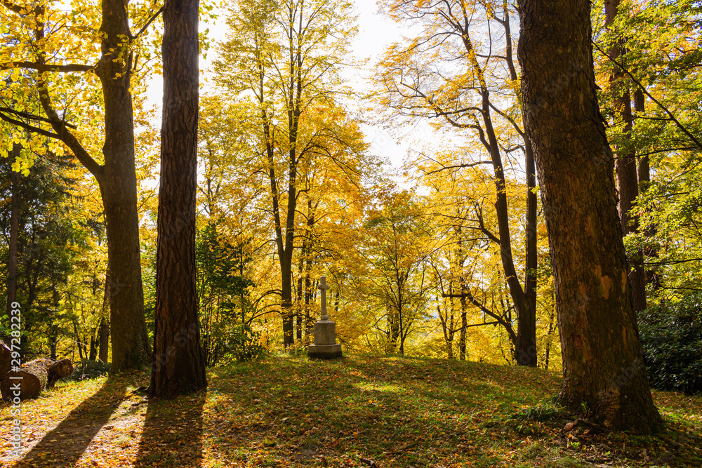 Obraz premium A blooming clearing in the middle of a forest full of colors. The hills are full of tall green grass, flowering shrubs and a low tree here and there. The falling shadow and the vastness of huge trees