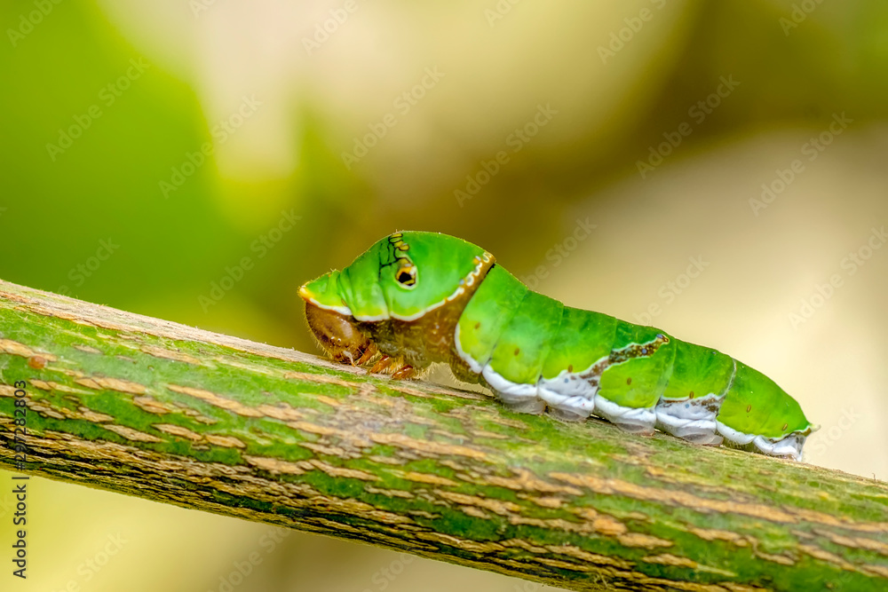 Beautiful Сaterpillar of butterfly - Stock Image Beautiful Сaterpillar of butterfly - Stock Image