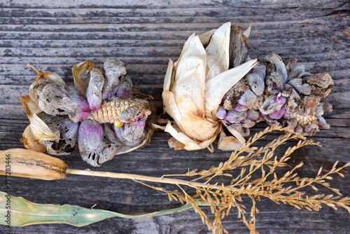 Corn smut (Ustilago zeae Unger). Ustilago maydis disease on corn cob photo