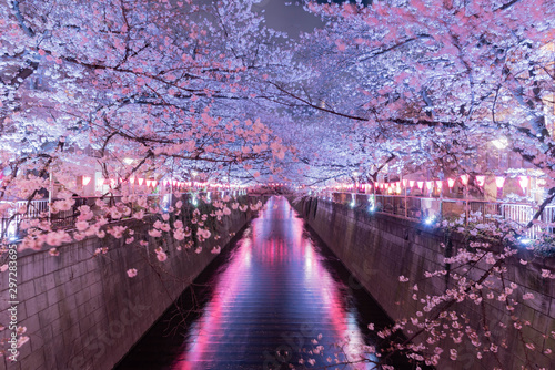 目黒川の満開桜