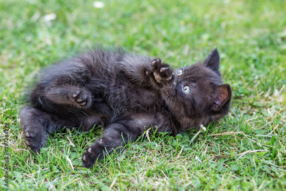 A little black kitten lies and plays in the grass. The concept of pets, farm. A little black kitten lies and plays in the grass. The concept of pets, farm.
