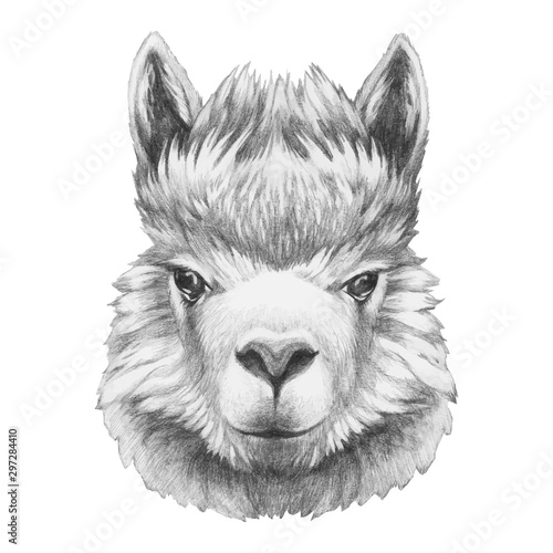 Portrait of Llama. Hand-drawn illustration. Vector isolated elements.	
