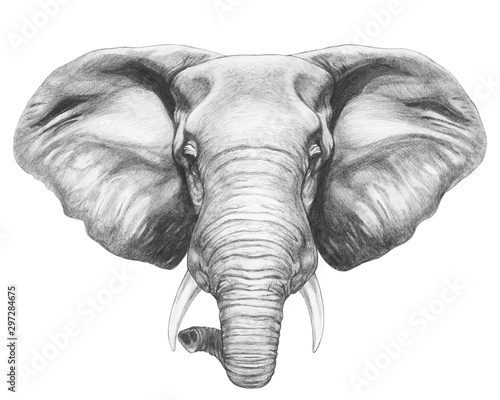 Por trait of Elephant. Hand-drawn illustration. Vector isolated elements.	