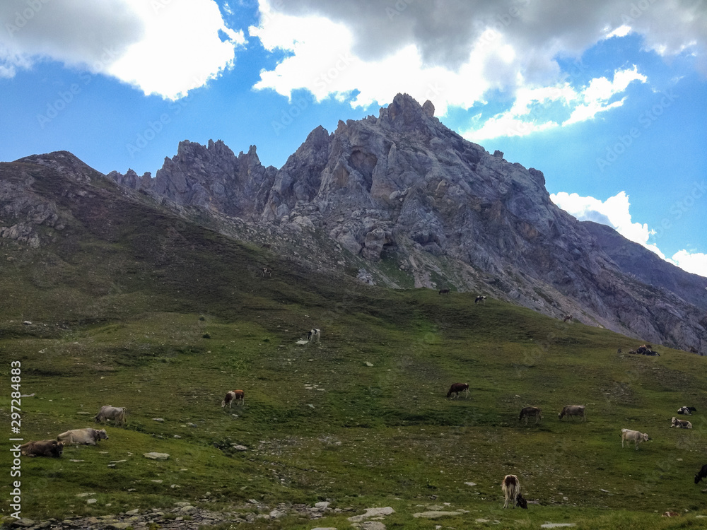 A herd of cows grazing in the meadows at Passo Colombe in Switzerland