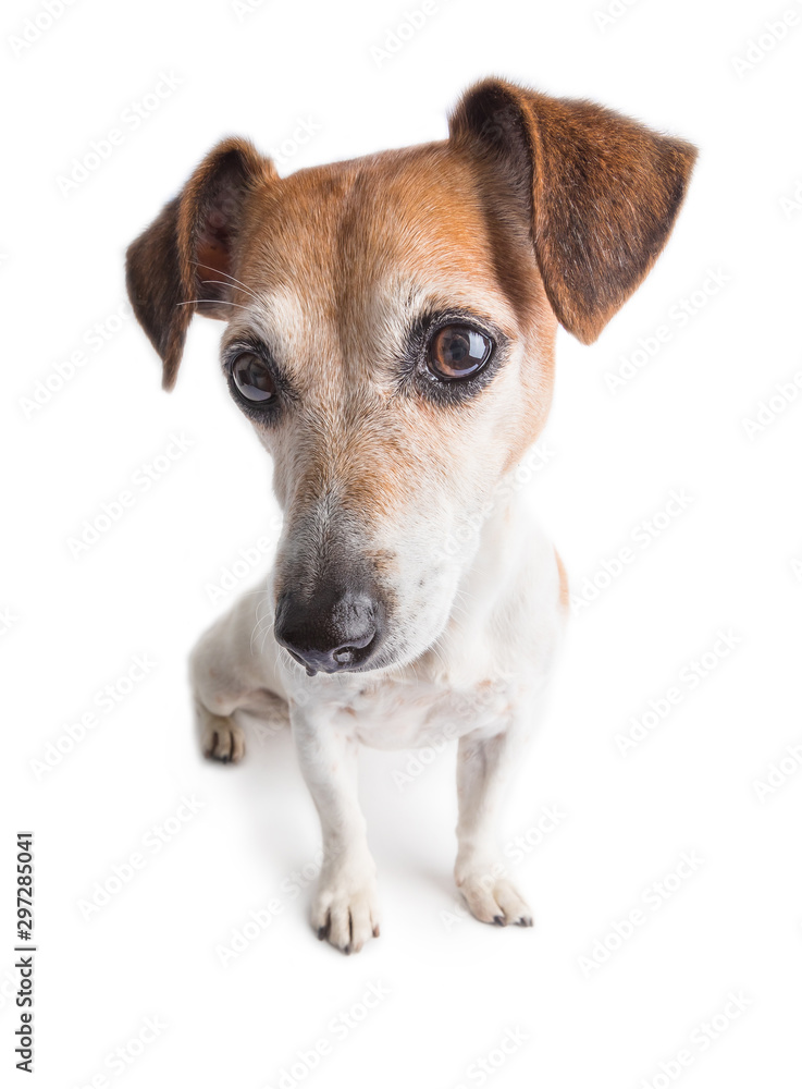 Adorable dog portrait. Wide lens angle. White background