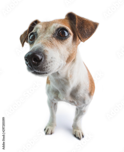 Curious dog face. Attentivly looking small dog. White background