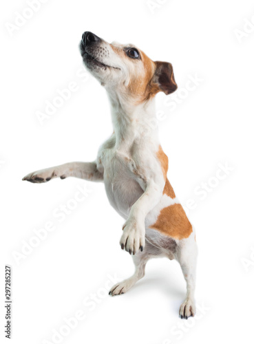 Active dancing small dog. White background. Funny pet 