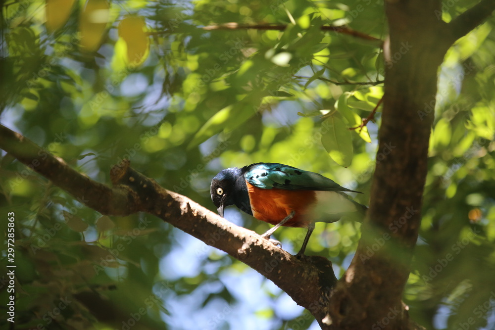 aves varias 