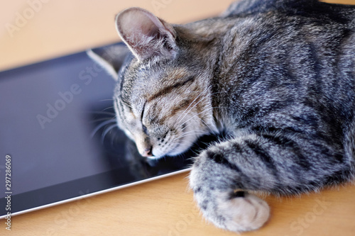 Cute short hair little cat sweetly sleeps on the electronic tablet. The reflexion of kitty on black screen. Tabby color (tiger) сute kitten with gadget at home. Indoors, close up, selective focus.