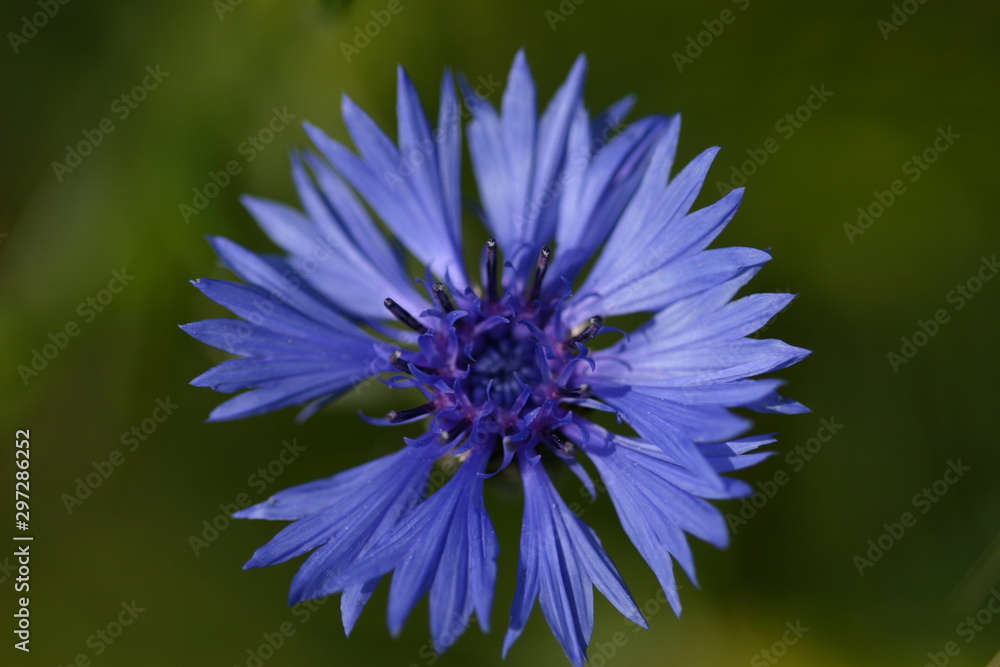 Obraz premium Kornblume