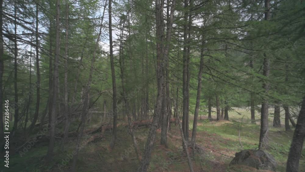 Looking from in the forest. Pan view of the trees Looking from in the forest. Pan view of the trees