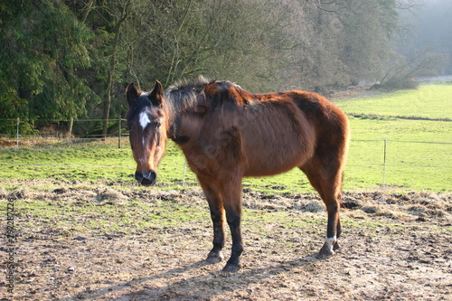 Wallpaper Mural Pferde auf Koppel Torontodigital.ca