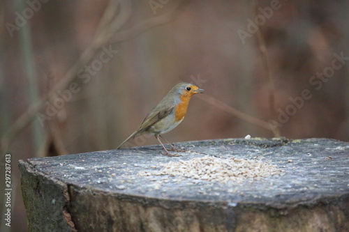 aves varias 