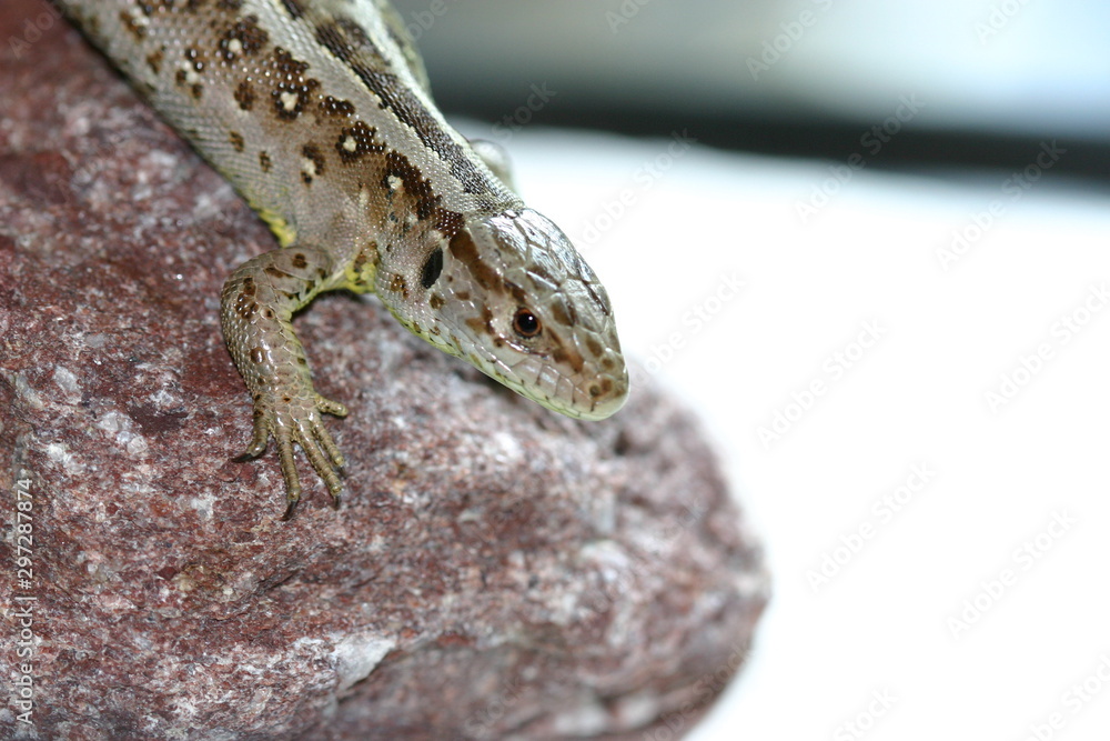 Fototapeta premium Zauneidechse