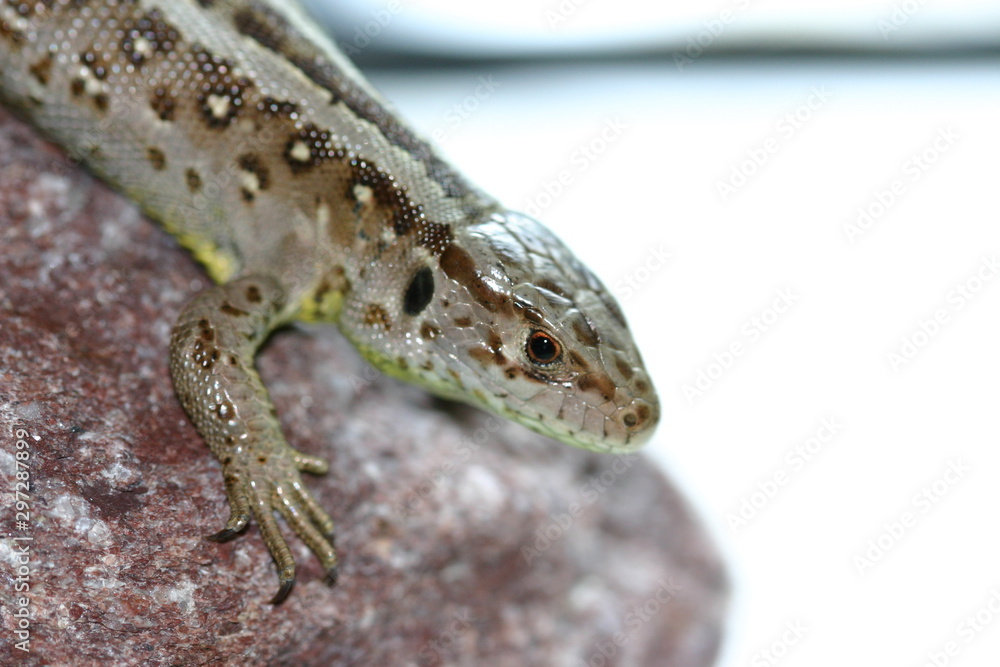 Naklejka premium Zauneidechse