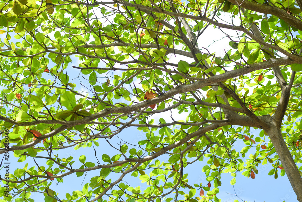 tree branch with leaves. green nature background tree branch with leaves. green nature background