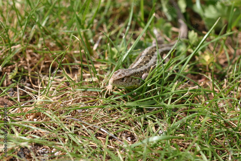 Naklejka premium Zauneidechse