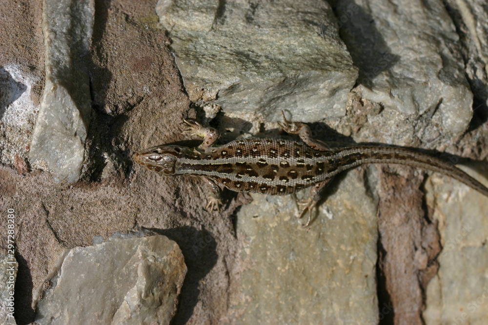 Obraz premium Zauneidechse
