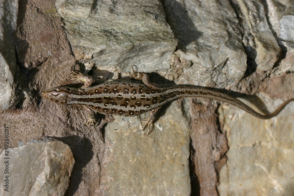 Naklejka premium Zauneidechse