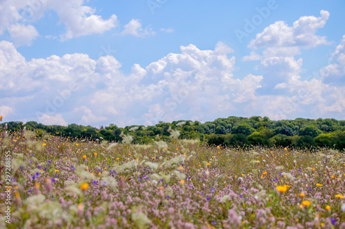 blooming field of wildflowers on a background of blue sky in summer