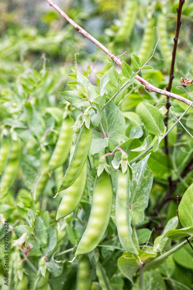 Pea pods Pea pods